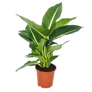 Exotenherz - Dieffenbachie "Magic Green" - 1 Pflanze - pflegeleichte Zimmerpflanze - luftreinigend- 12cm Topf