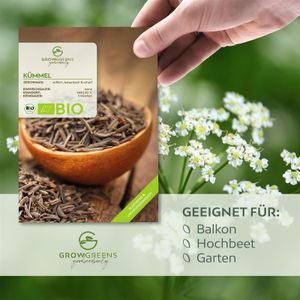 Kümmelsamen - Küchenkräuter Saatgut aus biologischem Anbau ideal für den heimischen Kräutergarten, Balkon & Garten (400 Korn)