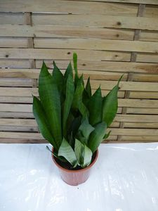 [Palmenlager] XL Sansevieria trifasciata moonshine 80 cm - Pot 24 cm Ø - Bogenhanf - Schwiegermutterzunge/Zimmerpflanze