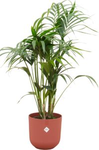 Kentia Palme - Palme - Zimmerpflanze - Ø26cm - ↨130cm + Topf Jazz Rot