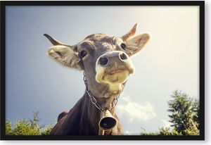 Lustiges Portrait einer Kuh Poster im Bilderrahmen / Format: 55x40cm / Kunstdruck gerahmt