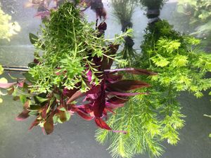 5 Bund Aquariumpflanzen Wasserpflanzen Pflanzen Pflanze Aquarium