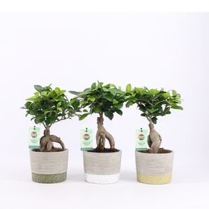 Bonsai von Botanicly – 3 × Chinesischer Feigenbaum – Höhe: 25 cm – Ficus ginseng Bonsai