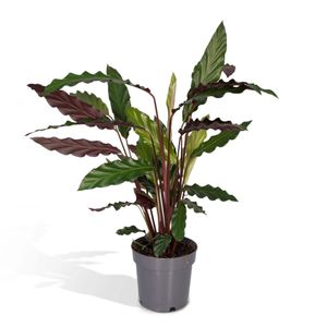 Hello Plants Calathea Rufibarba Schattenpflanze - Ø 14 cm Topf - 50 cm