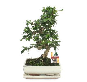 Bonsai Fukientee - Carmona microphylla - ca. 10 Jahre