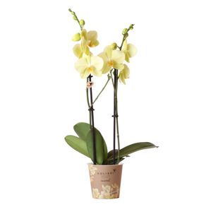 Kolibri Orchids | Gelbe Phalaenopsis-Orchidee - Voltera - Topfgröße Ø12cm | blühende Topfpflanze - frisch vom Züchter