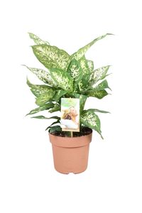 Grünpflanze – Dieffenbachie (Dieffenbachia Compacta) – Höhe: 45 cm – von Botanicly
