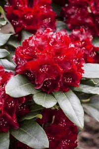 Rhododendron 'Cherry Kiss'® Rhododendron Hybr.'Cherry Kiss'  -R- C 5 30-  40