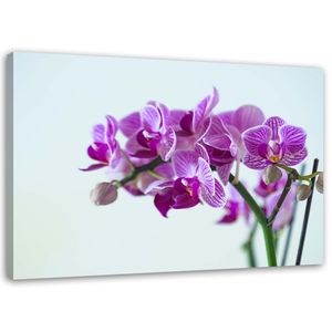 Feeby Leinwandbild Wandbilder 100x70 Horizontal Blumen Lila Rosa Orchideen