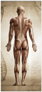 Wallario selbstklebende Türtapete 100 x 220 cm - Anatomie Mensch I - Abwischbar, rückstandsfrei zu entfernen