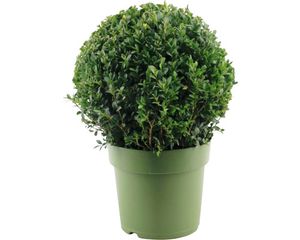 Buchsbaum Kugel FloraSelf Buxus sempervirens Durchmesser 28-30 cm Co 4 L