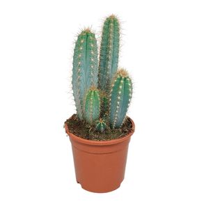 Kaktus – Säulenkaktus (Pilosocereus azureus) – Höhe: 40 cm – von Botanicly