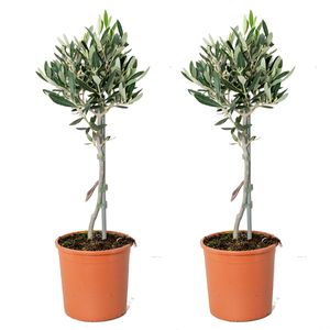 2x Olea europaea - Olivenbaum am Stamm - Mittelmeerbaum - Winterhart – ⌀14 cm - ↕40-50 cm