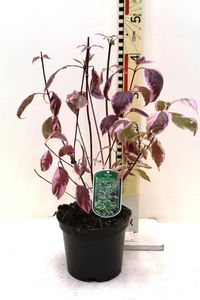 Weißbunter Sibirischer Hartriegel 60-80 cm - Cornus alba Sibirica Variegata - Heckenpflanze