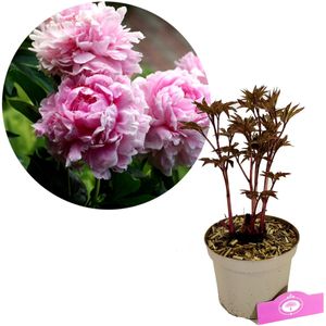 Paeonia lactiflora 'Sarah Bernhardt' – Pfingstrose – Höhe 40 cm – 2-Liter-Topf