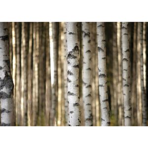 Fototapete Wald Tapete Bäume Birken Wald weiß | no. 2553, Größe:152.5x104 cm, Material:Fototapete Vlies - PREMIUM PLUS