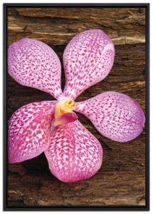 Orchidee Blüte auf Rinde Leinwandbild 100x70 cm im Bilderahmen / Wandbild  / Schattenfugenrahmen / Kein Poster