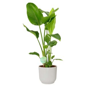 Zimmerpflanze von Botanicly – Paradiesvogelblume in weißem ELHO Kunststoff Übertopf als Set – Höhe: 90 cm – Strelitzia Nicolai