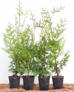 Lebensbaum 'Brabant' Thuja occidentalis P0,5 40-60cm - Heckenpflanze robust