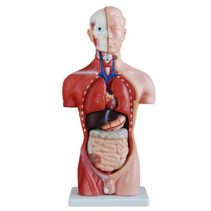 Anatomie Modell Torso des Menschen Anatomiemodell menschlicher Körper Anatomisches Menschliches Modell menschliche Modelle Lehrmodell gross groß medmod
