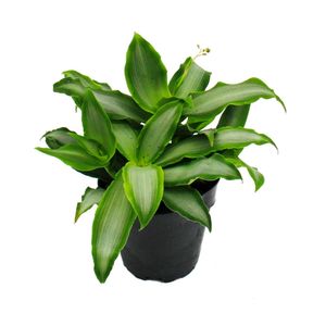 Murdannia loriformis "Bright Star" - niedrig wachsende Zimmerpflanze - 12cm Topf