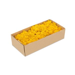Islandmoos Gelb, konserviert, verpackt im Karton mit ca. 500g