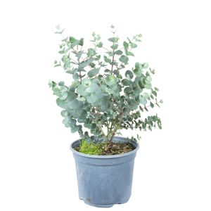 Eukalyptus - Eucalyptus gunnii - Höhe ca. 45 cm, Topf-Ø 19 cm