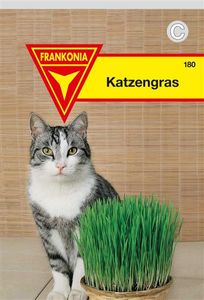 Katzengras