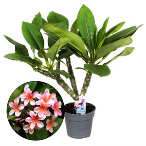 Plant in a Box - Plumeria Hawaiian - Frangipani - Topf 17 cm - Höhe 35-45 cm - Blühende Zimmerpflanze - Tropische Pflanze
