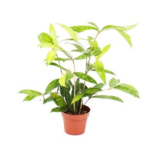 Smocze drzewo - Dracaena surculosa - 12cm - zielone z jasnozielonymi plamkami