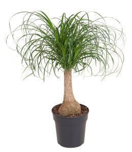 Plant in a Box - Beaucarnea recurvata - Elefantenfuß - Grüne zimmerpflanze - Topf 21cm - Höhe 60-70cm