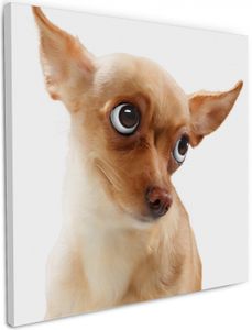 Wallario Premium Leinwandbild Lustiger Hund mit fliegenden Ohren in Größe 50 x 50 cm