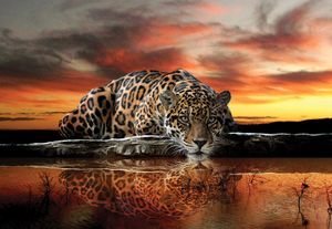 Vlies Fototapete Tiger Leopard (368x254cm - 4 Bahnen) Orange Safari Tiere Jaguar Wohnzimmer Schlafzimmer Wandtapete Modern Tapete Latexdruck UV-Beständig Geruchsfrei Hohe Auflösung Montagefertig