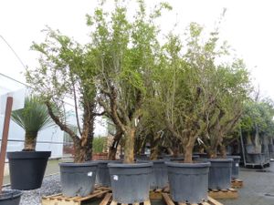 XL Punica Granatum 180-200 cm Granatapfelbaum Obstbaum Obst