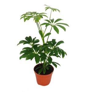 Radiant Aralia - Schefflera - črepník 9cm - izbová rastlina - výška cca 25cm