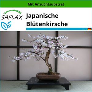 SAFLAX - Japanische Blütenkirsche - Prunus serulata - 30 Samen - Mit keimfreiem Anzuchtsubstrat