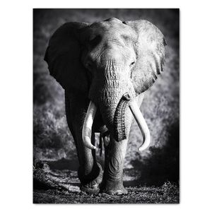 Leinwandbild Tiere, Elefant M0555 – Extragroß - (100x75cm)