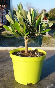 Olivenbaum - Olea Europea Stämmchen 20 cm Formgehölz