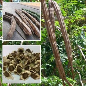 50Pcs Healthy Moringa Oleifera Seeds Gesundheit Haut Vorteile Drumstick Tree Seeds