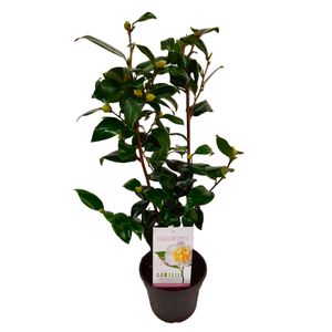 Camellia japonica - Japonská ruža - ⌀15cm - Výška 50-60cm