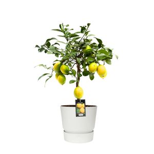 Rastlina od Botanicly - Citrónovník - Výška: 80 cm - Citrus Limon