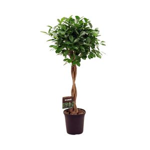 Zimmerpalme – Indoor Palms (Ficus Micr Moclame) – Höhe: 110 cm – von Botanicly