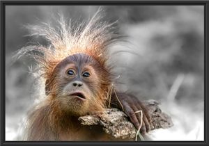 Lustiger Baby Orang-Utan mit Rinde B&W Detail im Schattenfugen Bilderrahmen / Format: 100x70 im Schattenfugen-Bilderrahmen / Kunstdruck auf hochwertigem Galeriekarton / hochwertige Leinwandbild Alternative