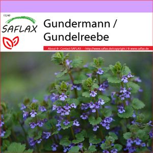 SAFLAX - Heilpflanzen - Gundermann / Gundelrebe - 75 Samen - Glechoma hederacea