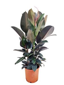 Plant in a Box - Ficus Elastica Abidjan - Gummibaum - Zimmerpflanze - Topf 24cm - Höhe 75-100cm
