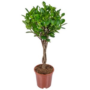 Kautschukfabrik | Ficus Microcarpa \'Moclame\' pro Stück - Zimmerpflanze im Zuchttopf cm17 cm - ↕70-80 cm