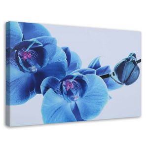 Feeby Leinwandbild Wandbilder 100x70 Horizontal Blumen Blau Orchidee Blumen