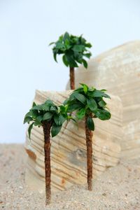 Bonsai Palme mit Anubias barteri var. nana 'Bonsai' Aquariumpflanze