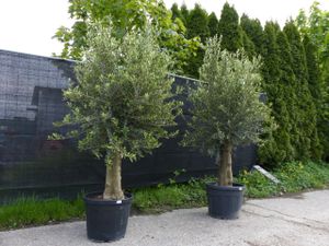 Olivenbaum 250 cm 'Pablo' Stammumfang 40 - 60 cm winterharte Olive, Olea europaea