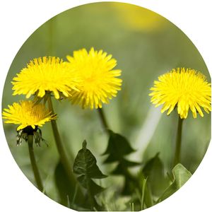 Löwenzahn / 50 Samen/Futter Schildkröte/Honig, Sirup uvm. bienenfreundlich